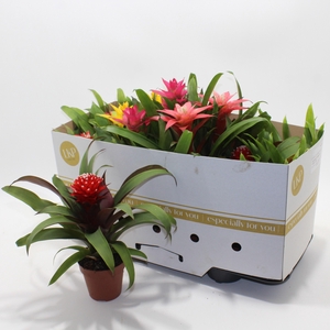 GUZM GEM