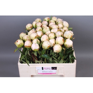Paeonia Mothers Choice | Heavy Quality