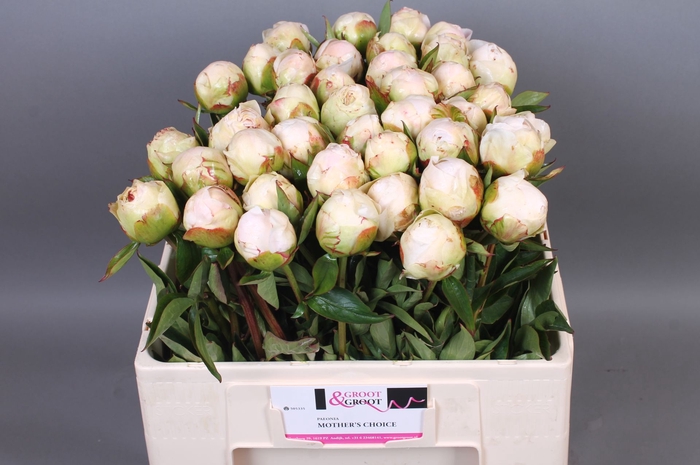 <h4>Paeonia Mothers Choice | Heavy Quality</h4>