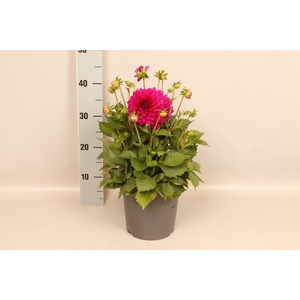 Dahlia 19 cm Paars