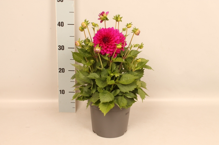 <h4>Dahlia 19 cm Paars</h4>