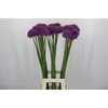 Allium Gladiator