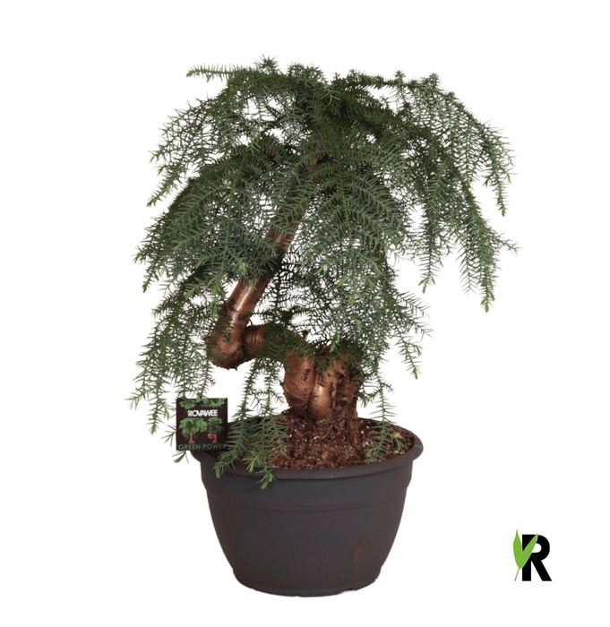 <h4>Araucaria ...</h4>