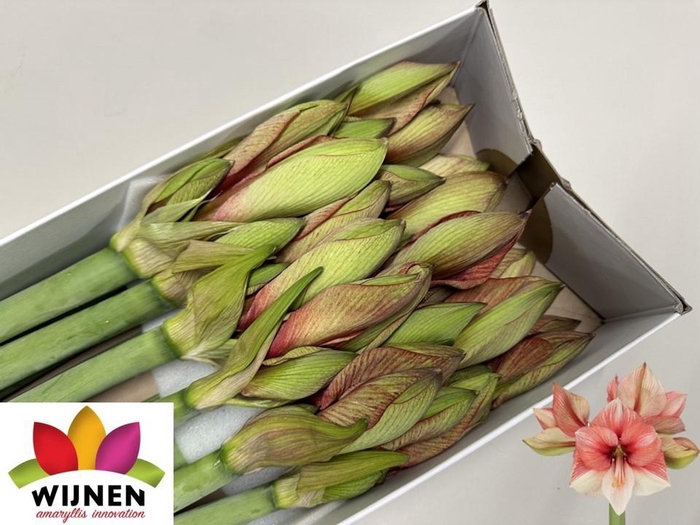 <h4>HIPP GA BEL BARBERA</h4>