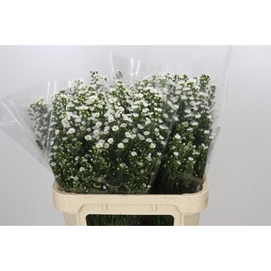 Aster Paquita