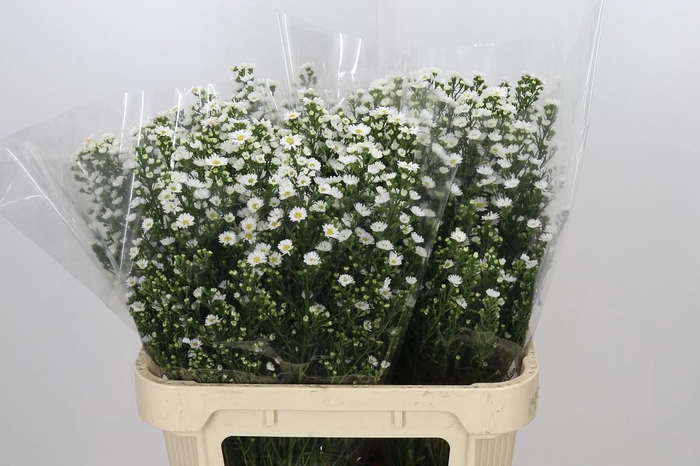 <h4>Aster Paquita</h4>