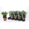 arr8 Coffea Arabica