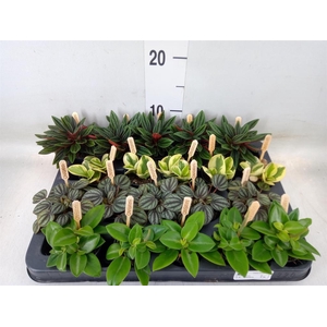 Peperomia   ...mix
