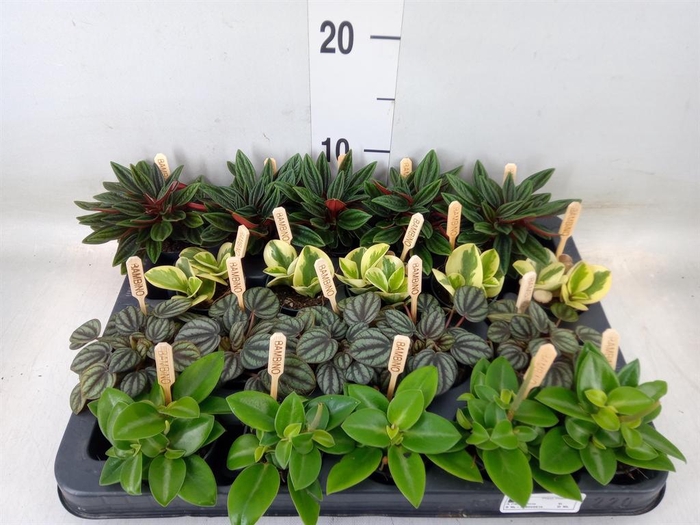 <h4>Peperomia   ...mix</h4>