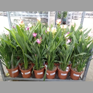 Curcuma alism. 'Siam'   ...mix 3