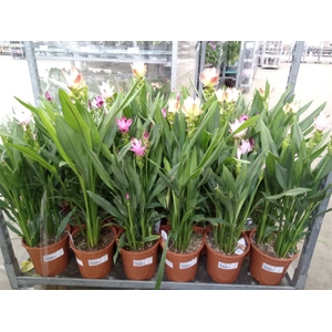 Curcuma alism. 'Siam'   ...mix 3