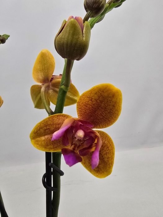 <h4>Limited 03 week 9</h4>