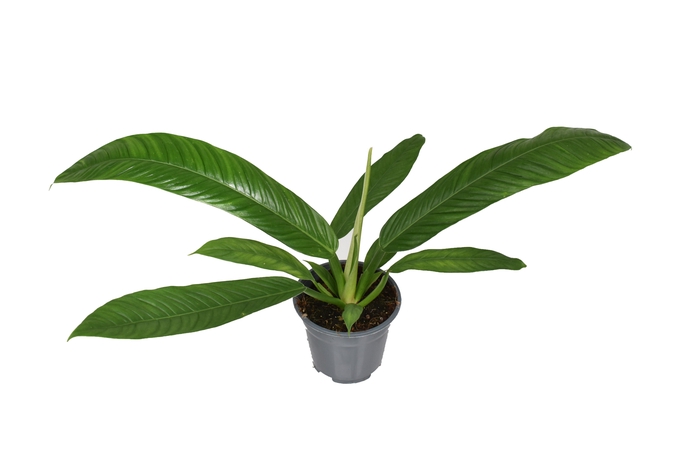 <h4>Philodendron Campiii p14</h4>