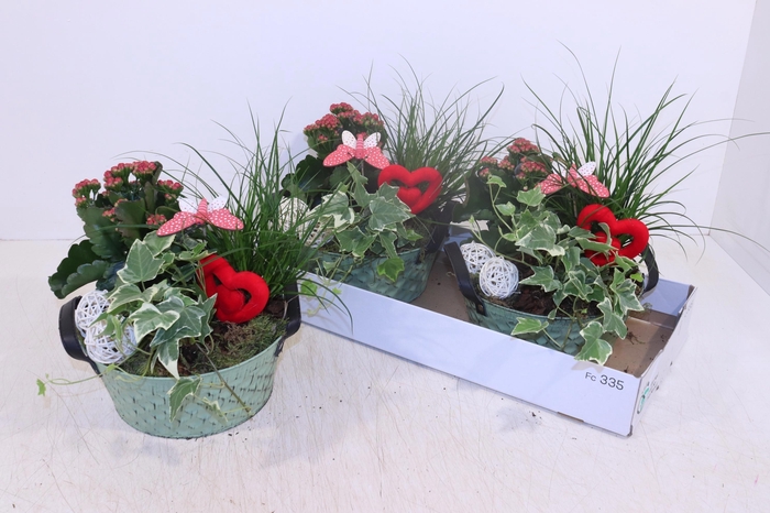 <h4>ARR TUINPLANTEN</h4>