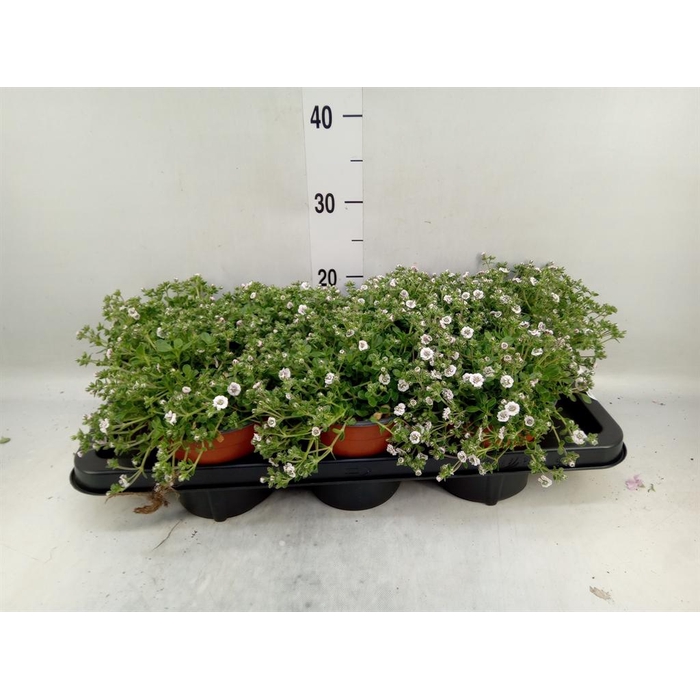 <h4>Gypsophila cerastioides</h4>