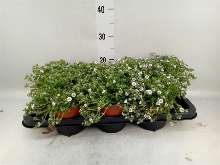 <h4>Gypsophila cerastioides</h4>