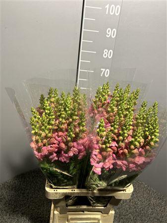 <h4>Antir Poto Pink</h4>