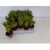 Crassula ovata Horn Tree 6Ø 10cm