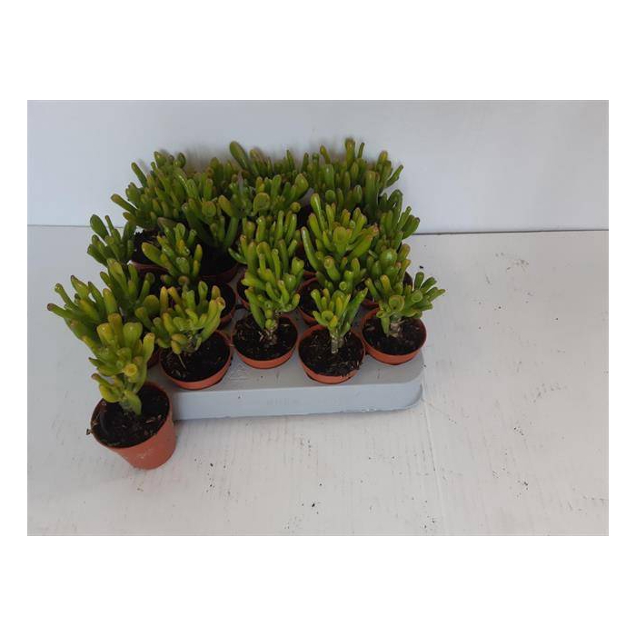 <h4>Crassula ovata Horn Tree 6Ø 10cm</h4>