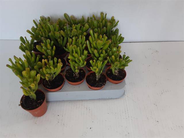 <h4>ALOE GEM</h4>