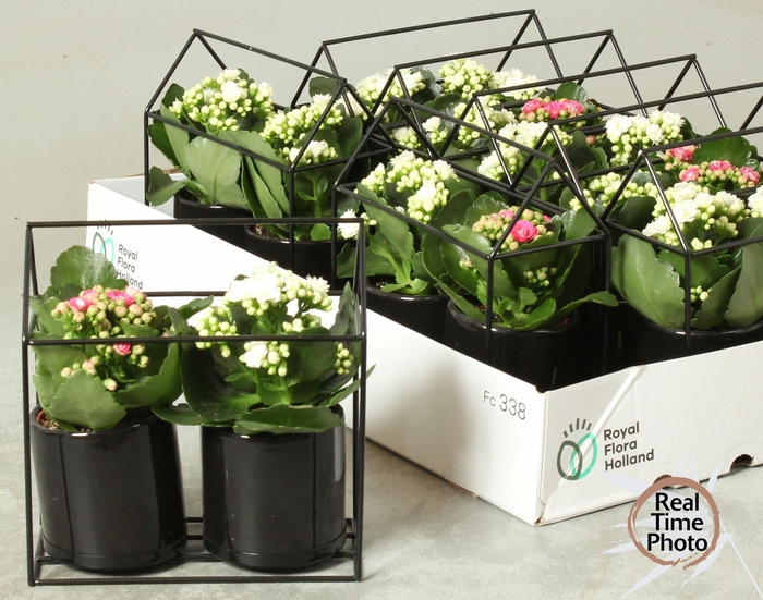 <h4>ARR KAMERPL</h4>