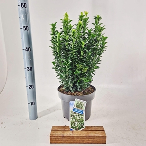 Euonymus Paloma Blanca