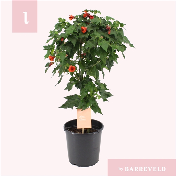 <h4>Abutilon Red Trumpet stam</h4>