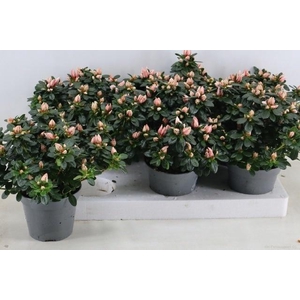 RHODO SI MEVR GERARD