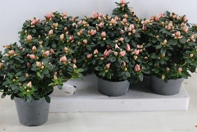 <h4>RHODO SI MEVR GERARD</h4>