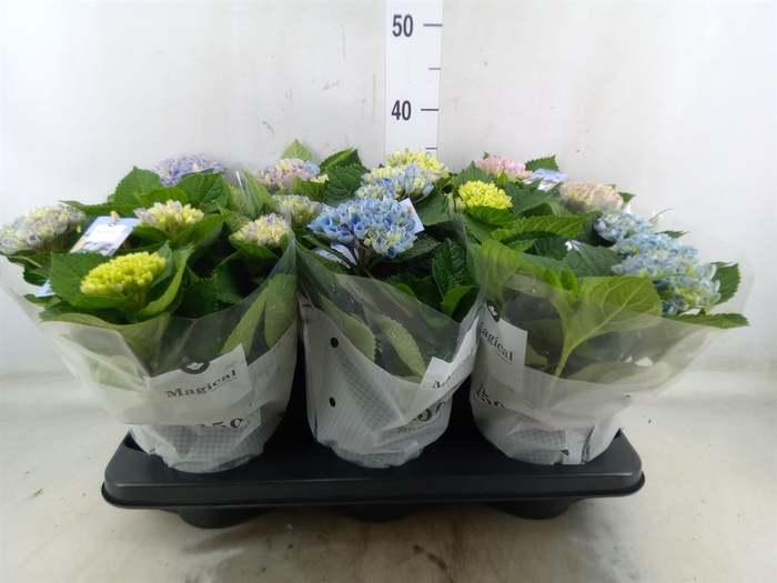 <h4>Hydrangea mac. 'Magical Revolution'</h4>