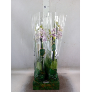 Phalaenopsis   ...