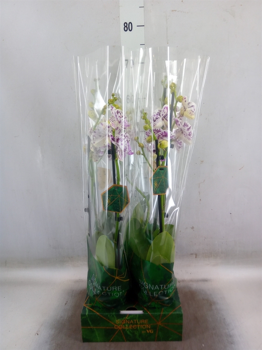 <h4>Phalaenopsis   ...</h4>
