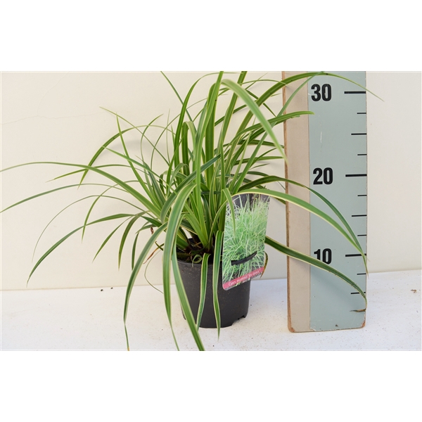 <h4>Carex Morrowii Ice Dance</h4>
