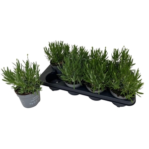 Lavandula Aromance White