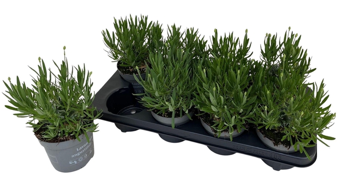 Lavandula Aromance White