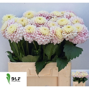 Dahlia White Pink