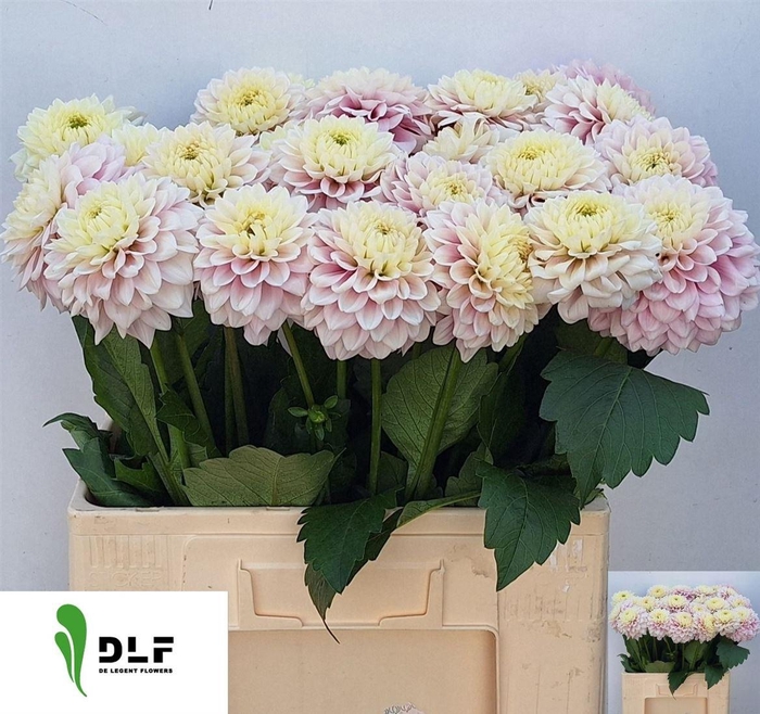 <h4>Dahlia White Pink</h4>