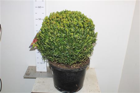 <h4>Buxu Sempervirens</h4>