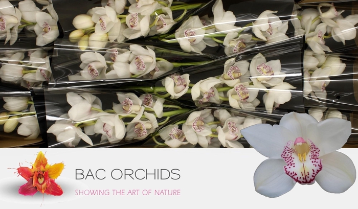 <h4>CYMB T HMS LISETTE</h4>