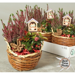 ARR TUINPLANTEN