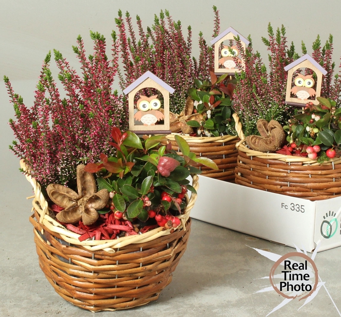 <h4>ARR TUINPLANTEN</h4>