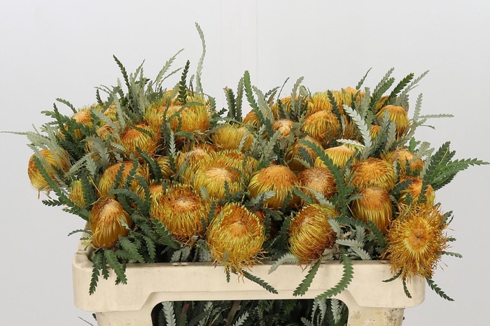 <h4>Banksia Dryandra</h4>