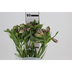 ALSTROEMERIA PLATINA 080 CM