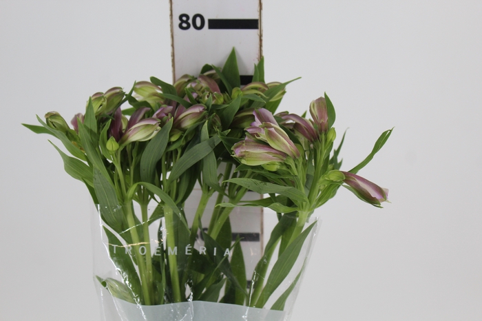 <h4>ALSTROEMERIA PLATINA 080 CM</h4>