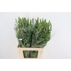 BAPTISIA AUSTRALIS PURPLE