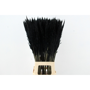 DF Pampas Silvy Black