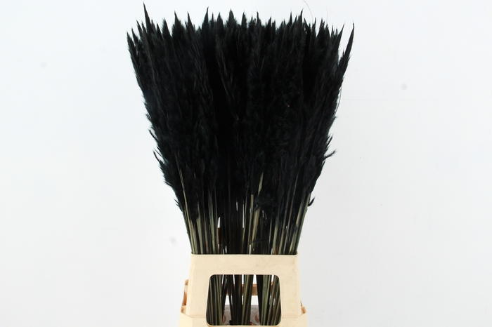 <h4>DF Pampas Silvy Black</h4>