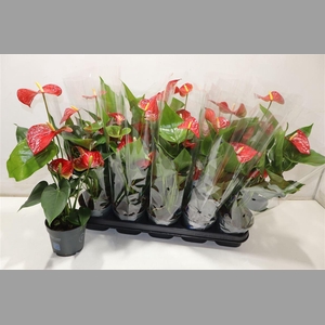 Anthu An Bambino Red