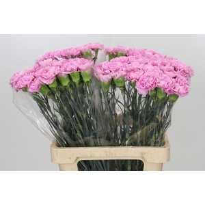Dianthus St Akela