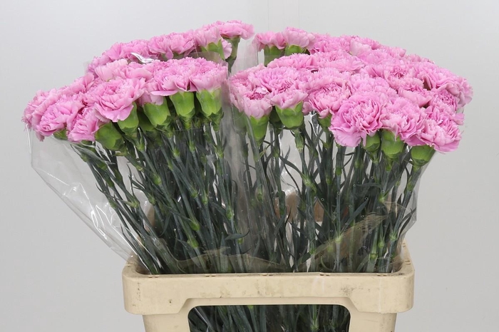 <h4>Dianthus St Akela</h4>